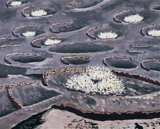 Lanzarote. Higueras