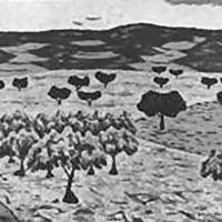 250